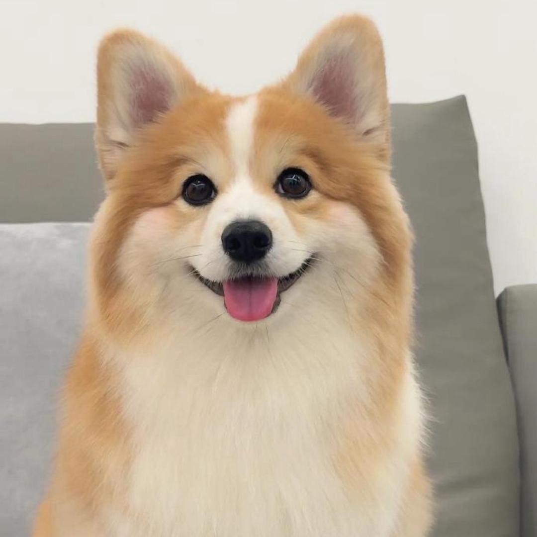 聚宝宠物