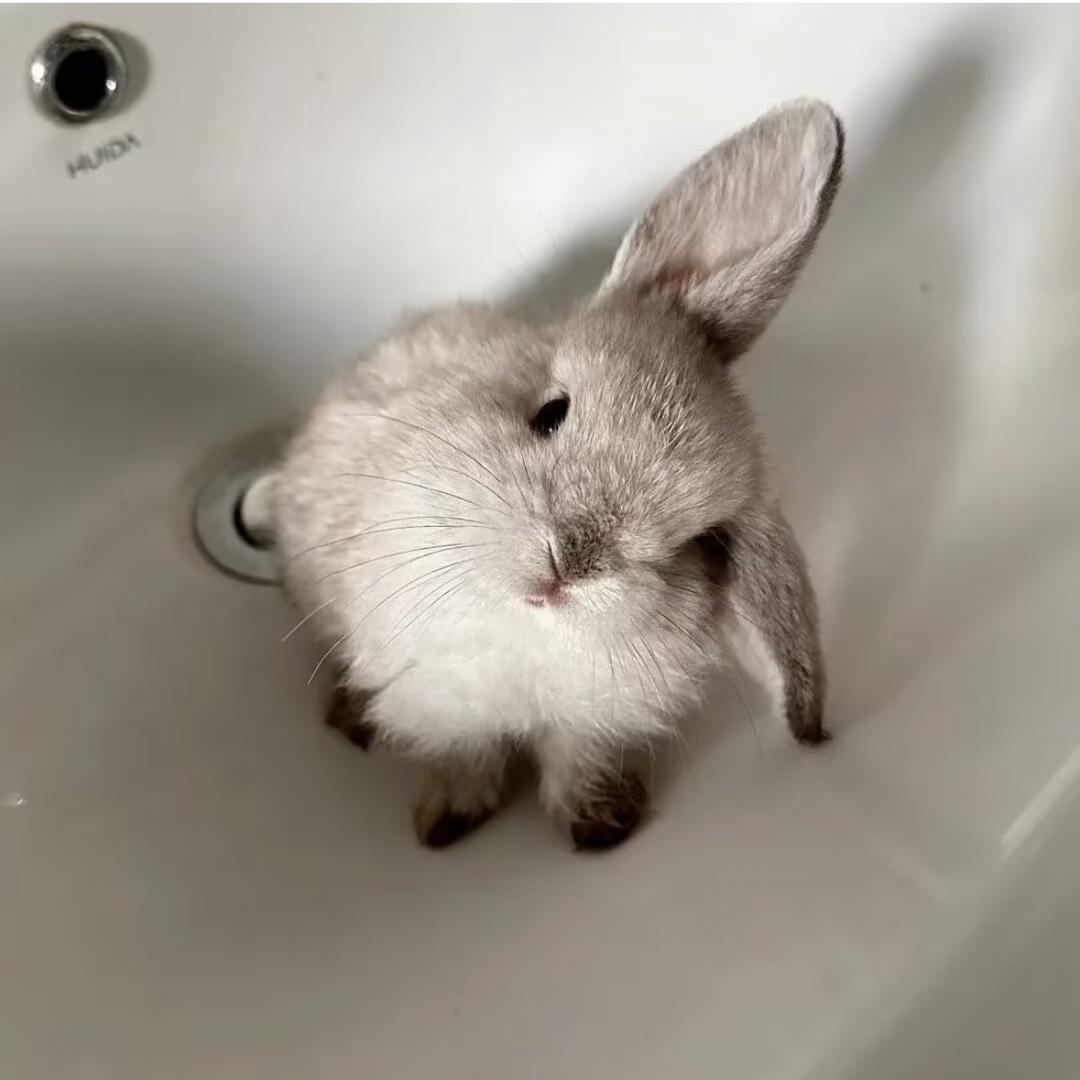 小兔子🐰