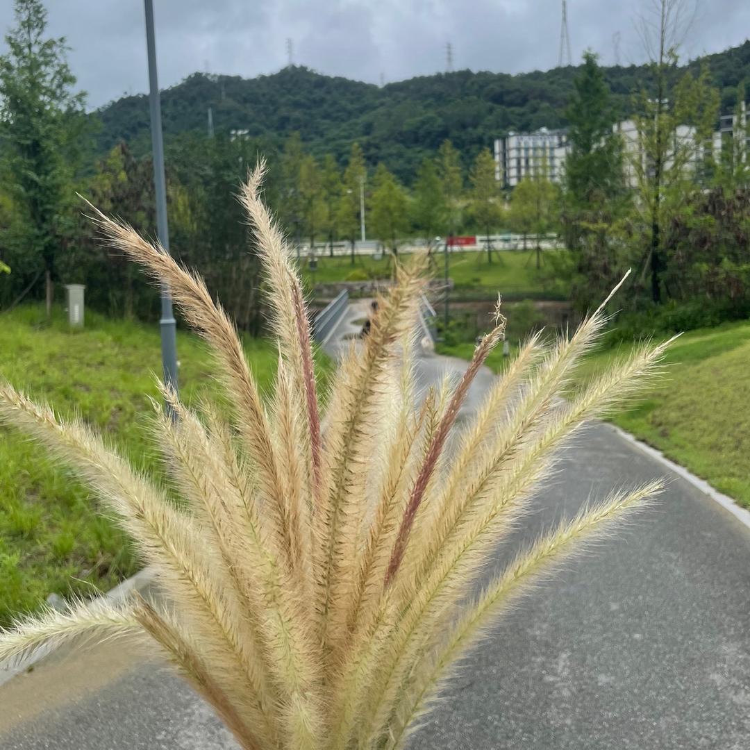 狗尾巴