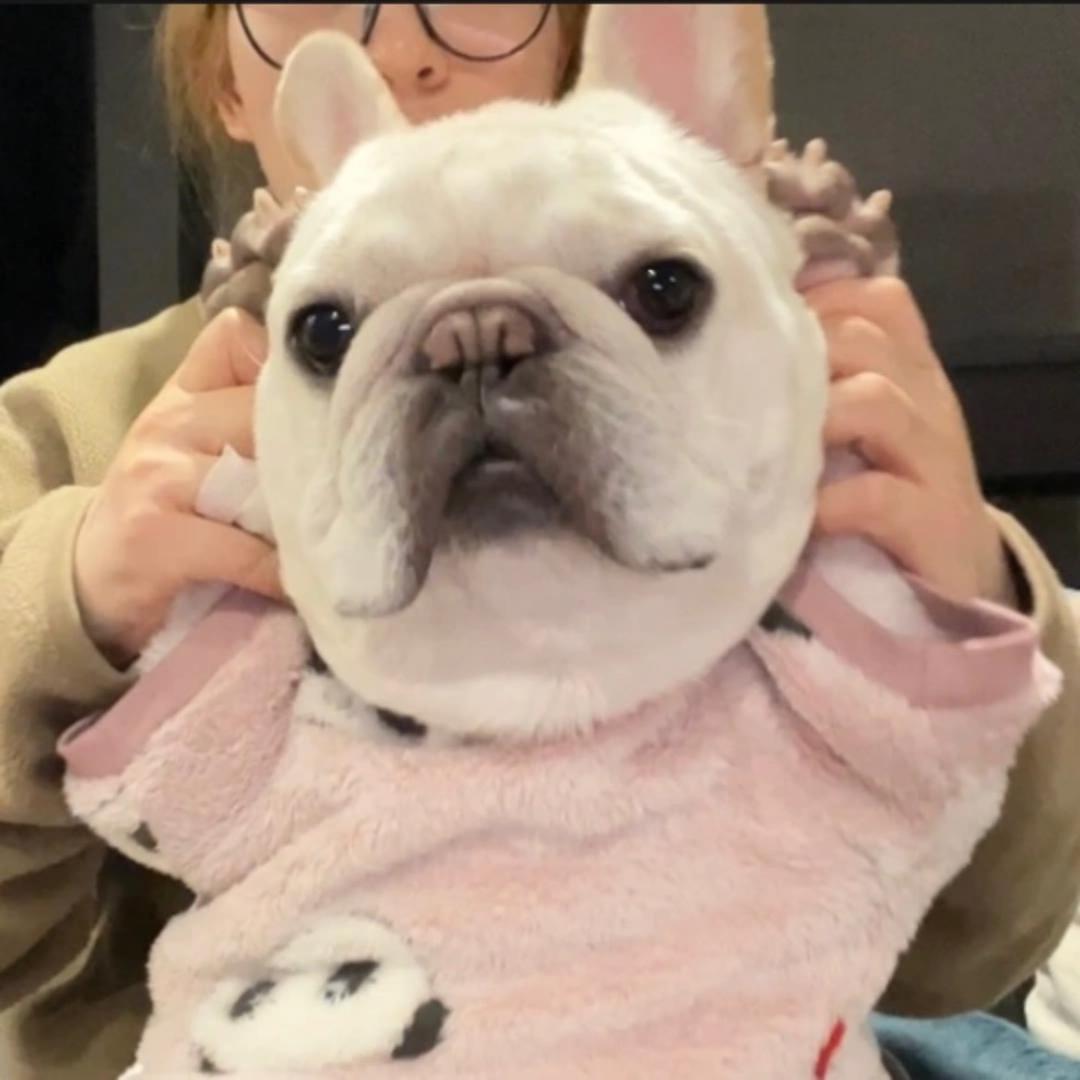 小胖狗刀哥