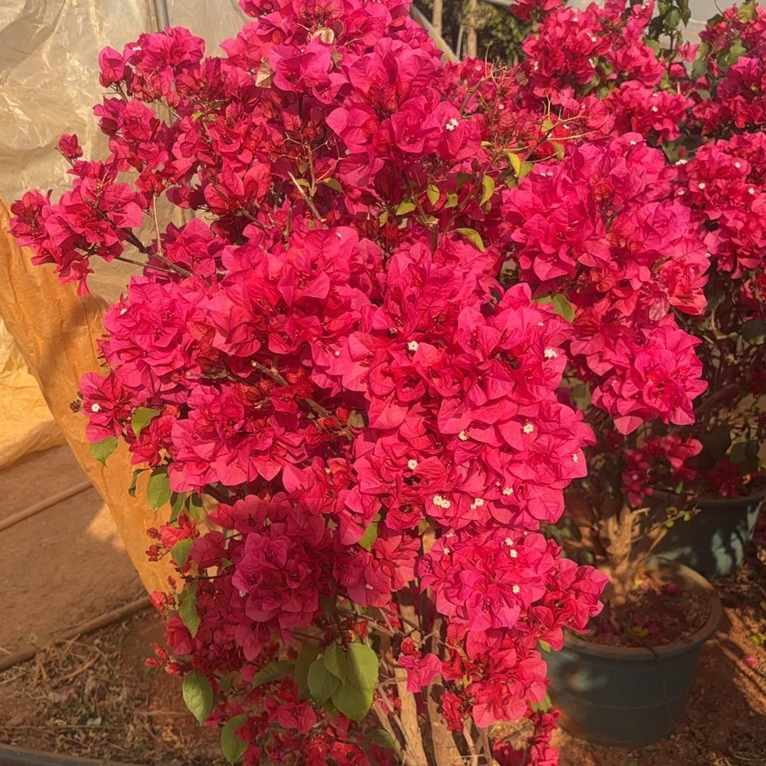 阿妹的花园