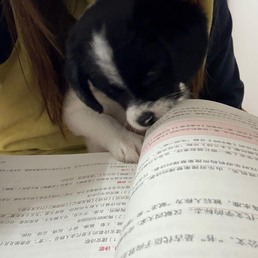 不爱学习的爱马仕猛牛小姐