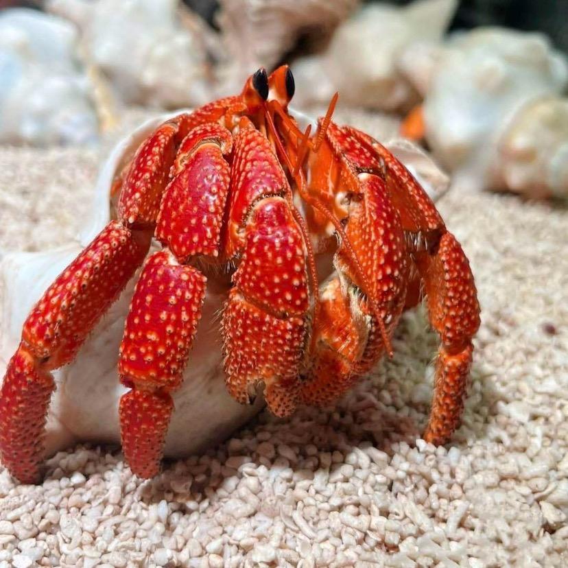 小姐姐的蟹老板🦀