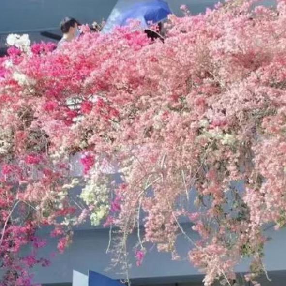 杨顺涛广告工坊