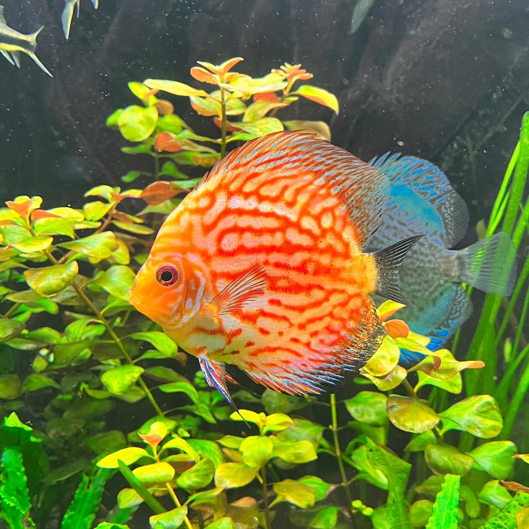 全糖去冰小锦鲤