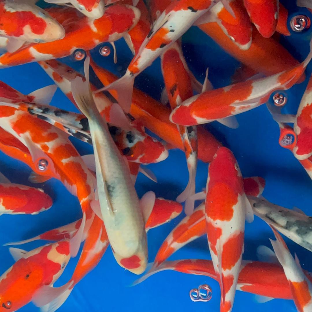 锦顺锦鲤胖锦鲤