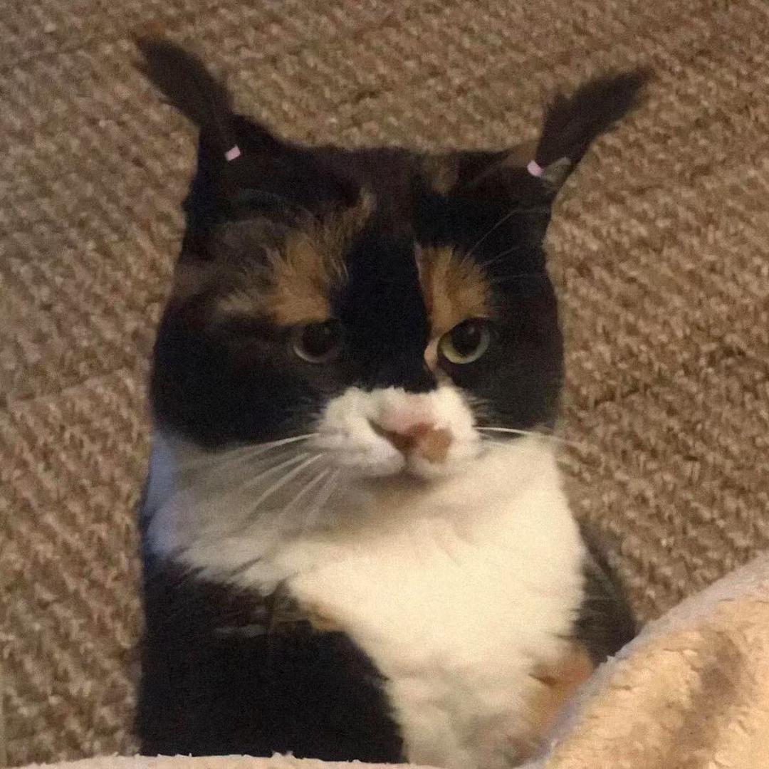 有病又可爱的小猫