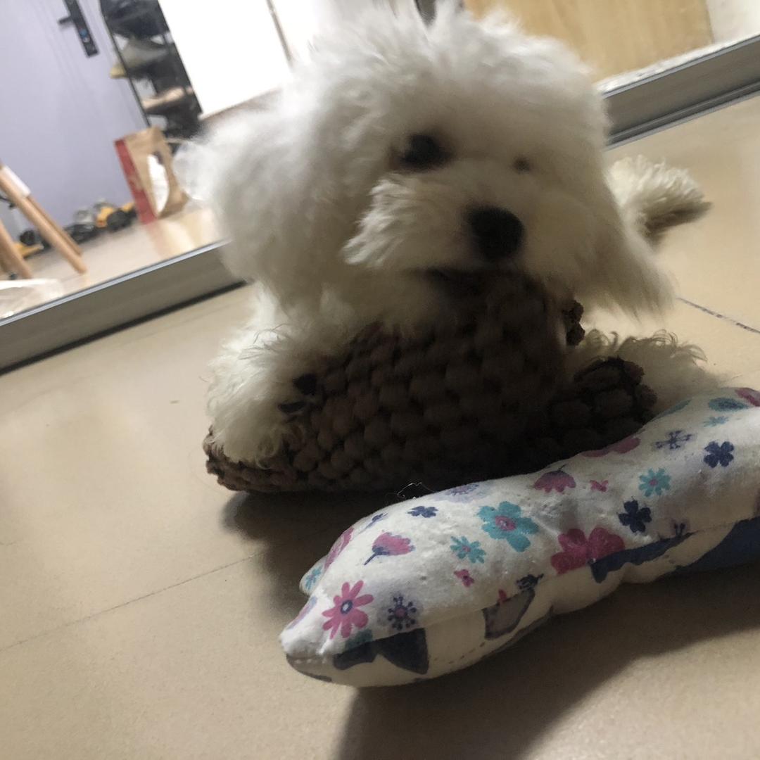 榴榴球