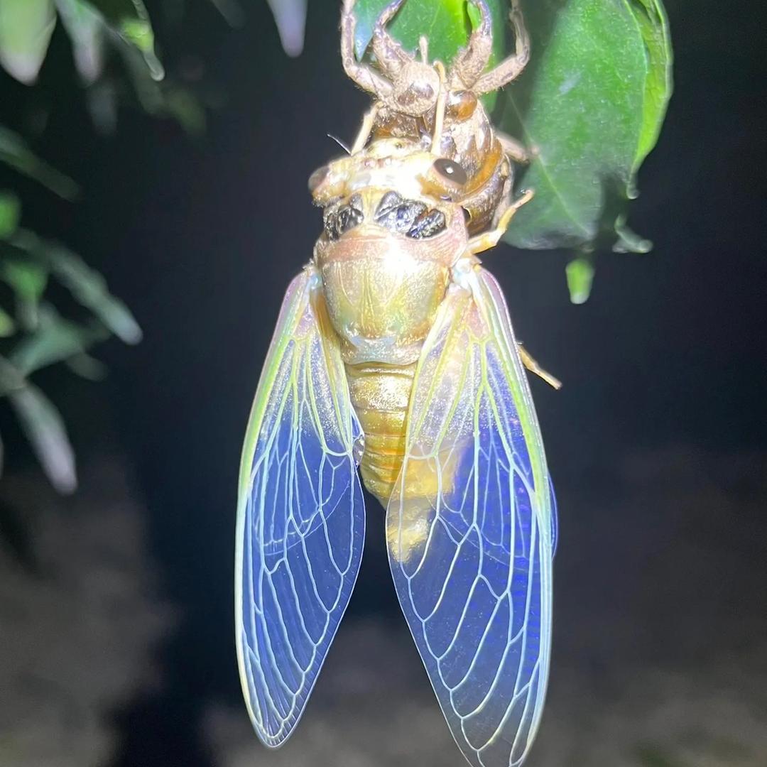 金蝉园沭阳悦妍苗木场