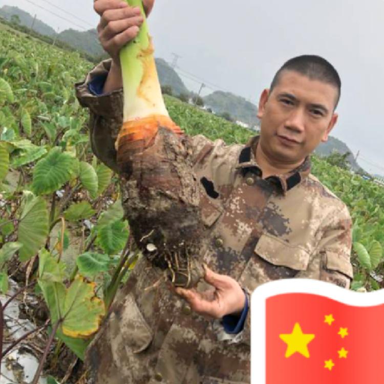 芋头小王子