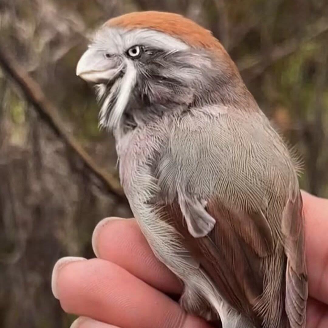 座山雕鸟类用品黄豆鸟