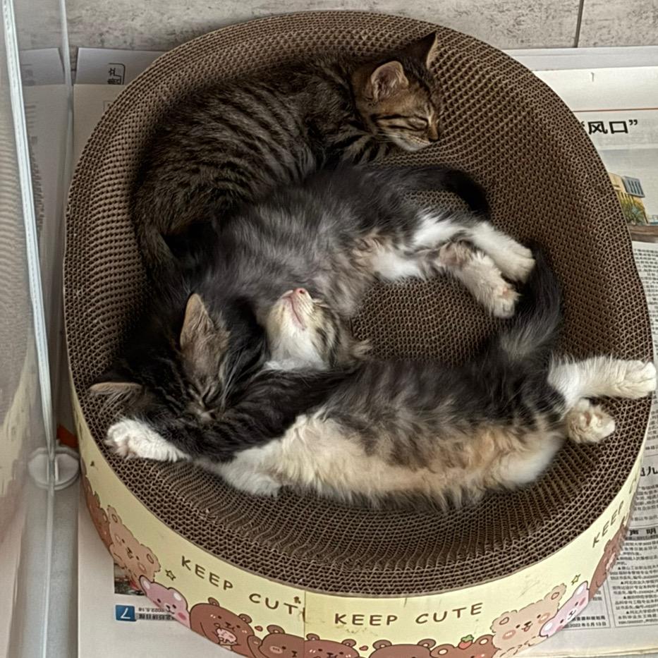 三只小野猫的日常