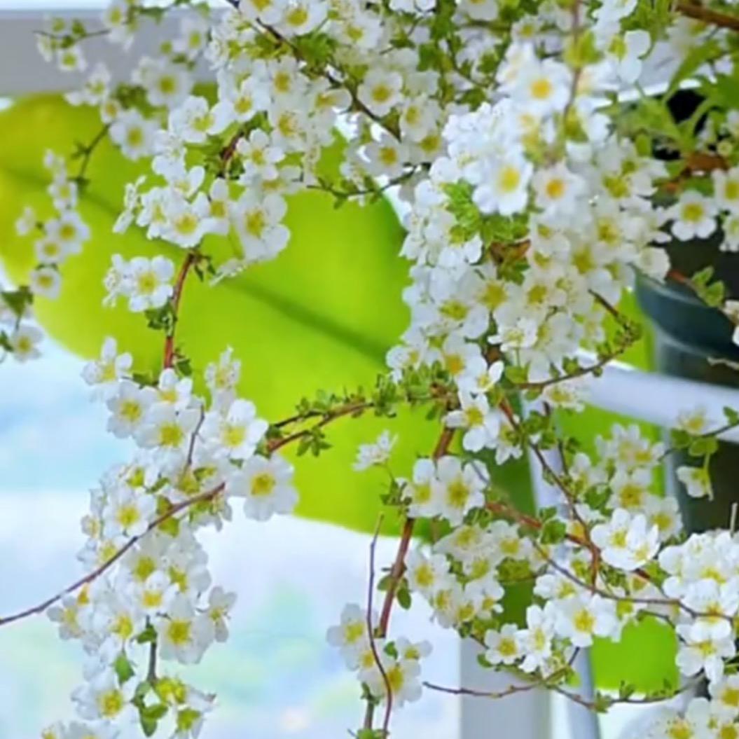 诗情花意