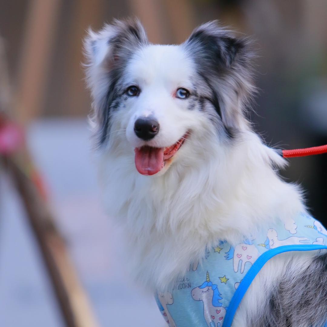 喵屿犬-琳娜贝尔