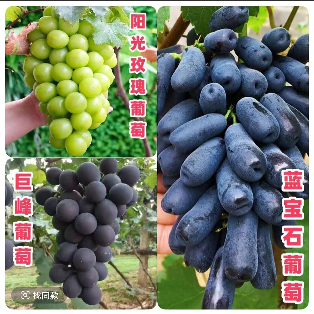 库选欢茵果树苗木专卖店