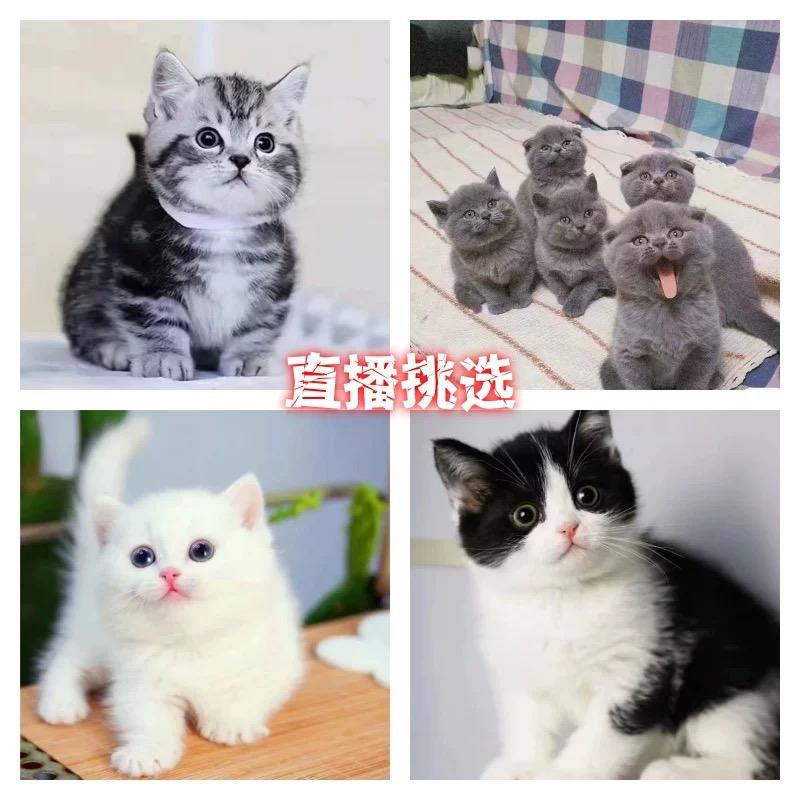 爱尚萌宠物店