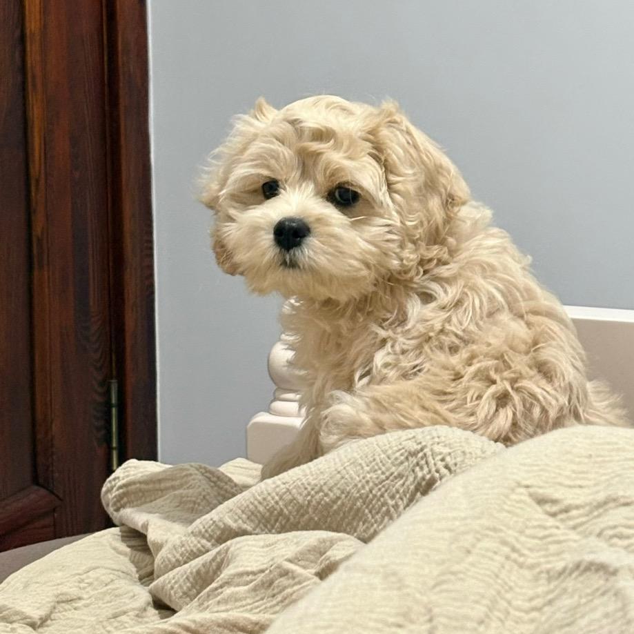 可颂是只可卡布