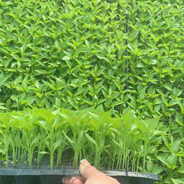 乡蕊种苗基地