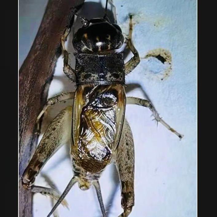 大波蟋蟀
