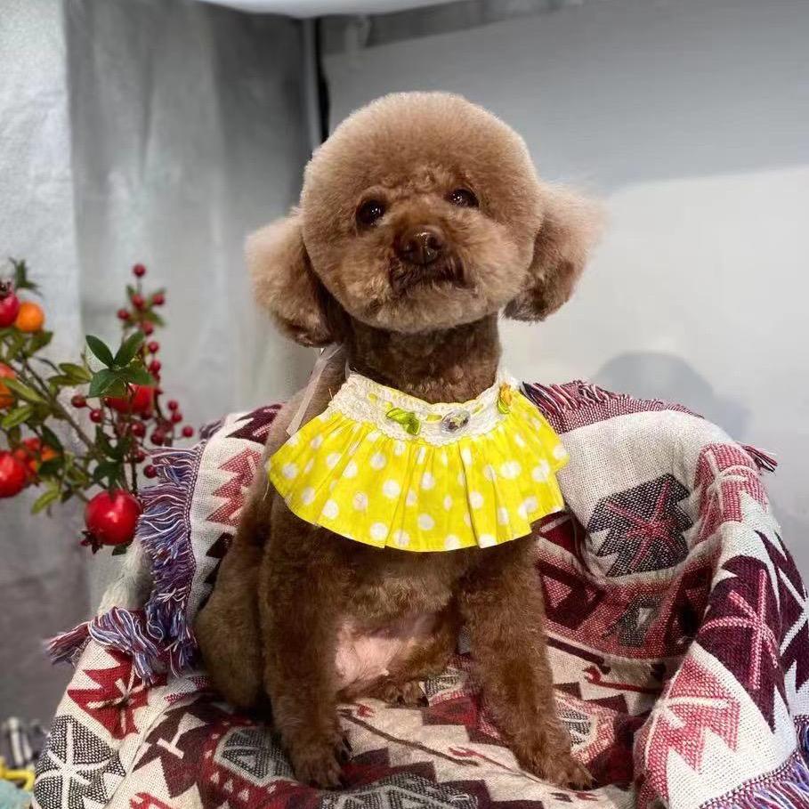 叮当测评体验官