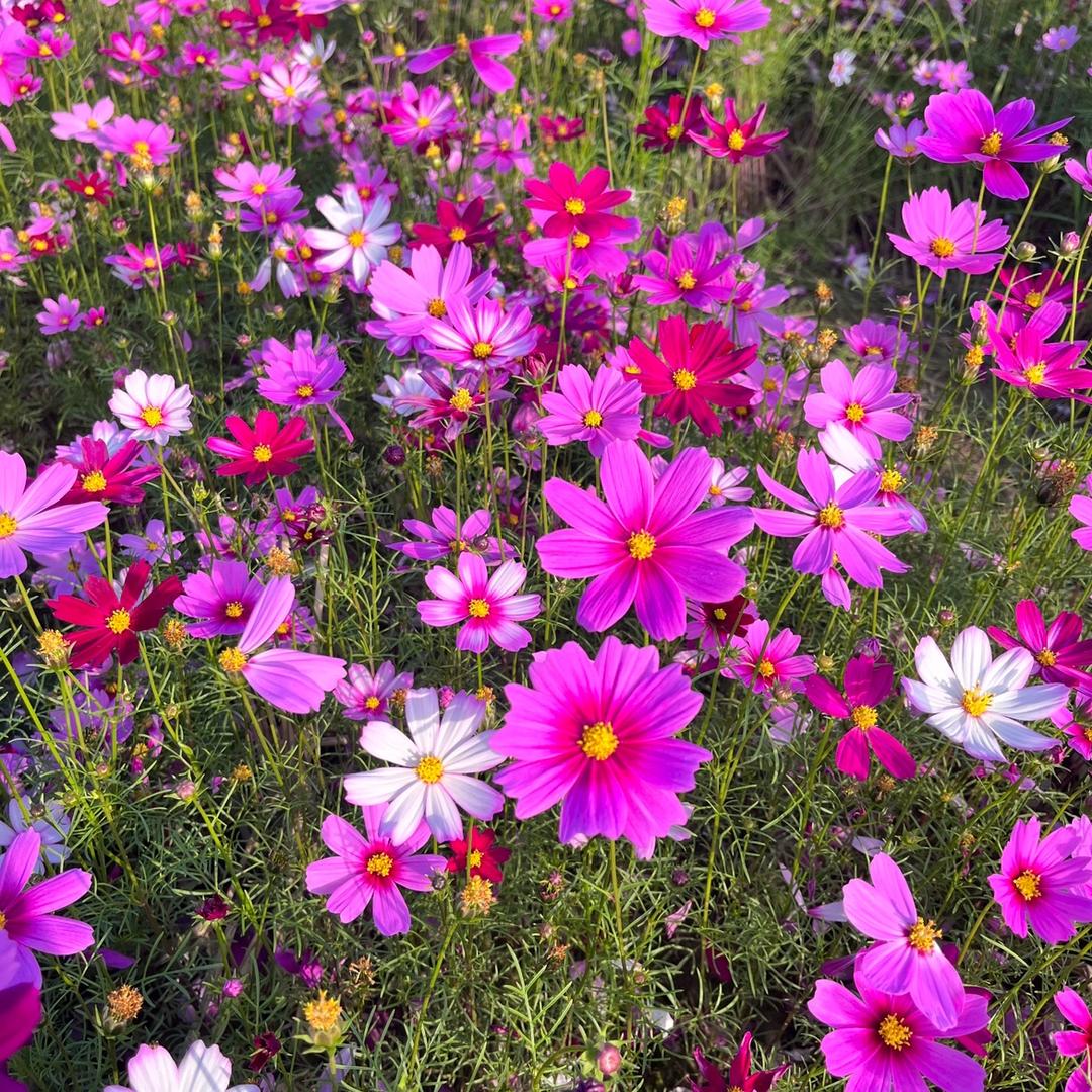 🍎快樂加倍🍇