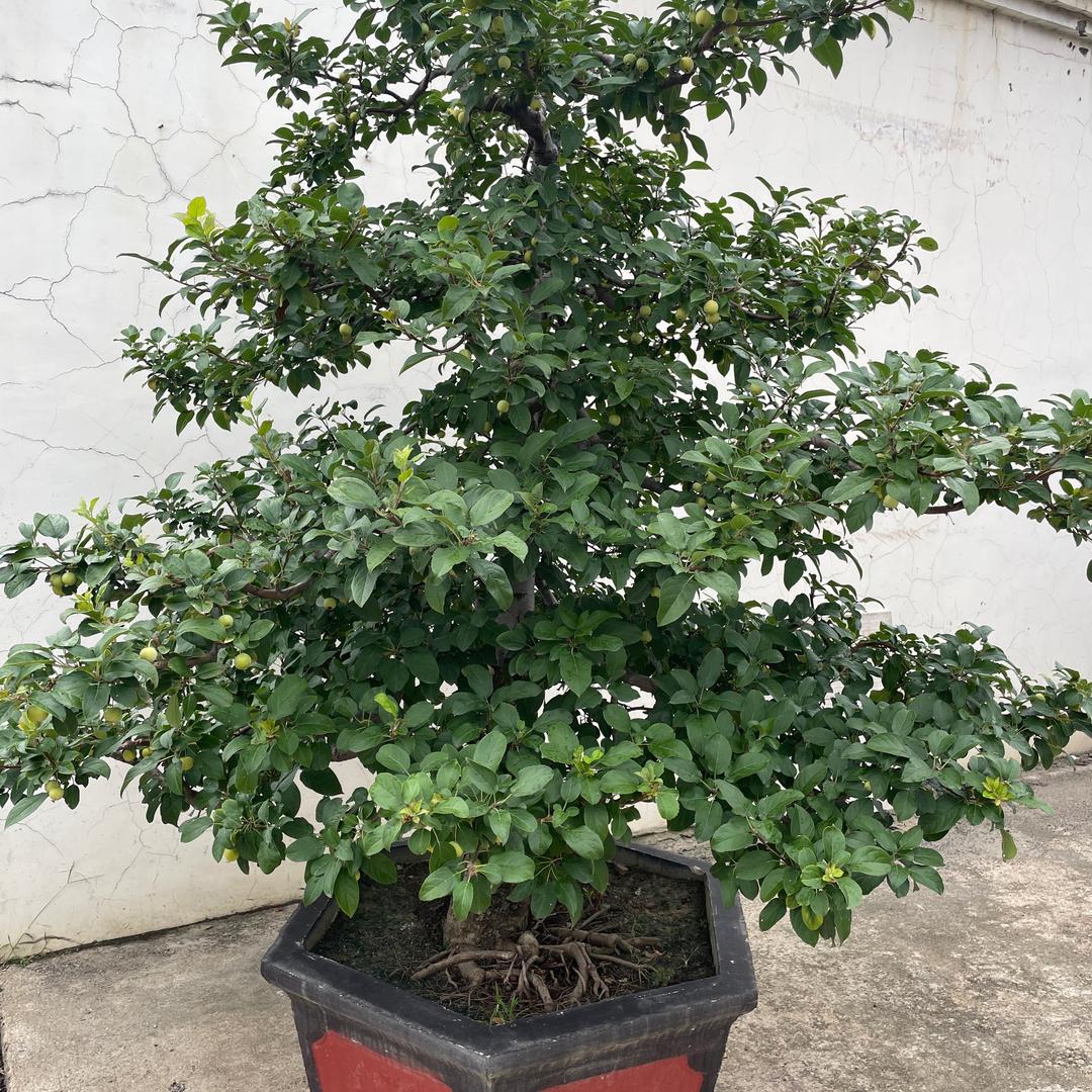 连云港苍梧景观树