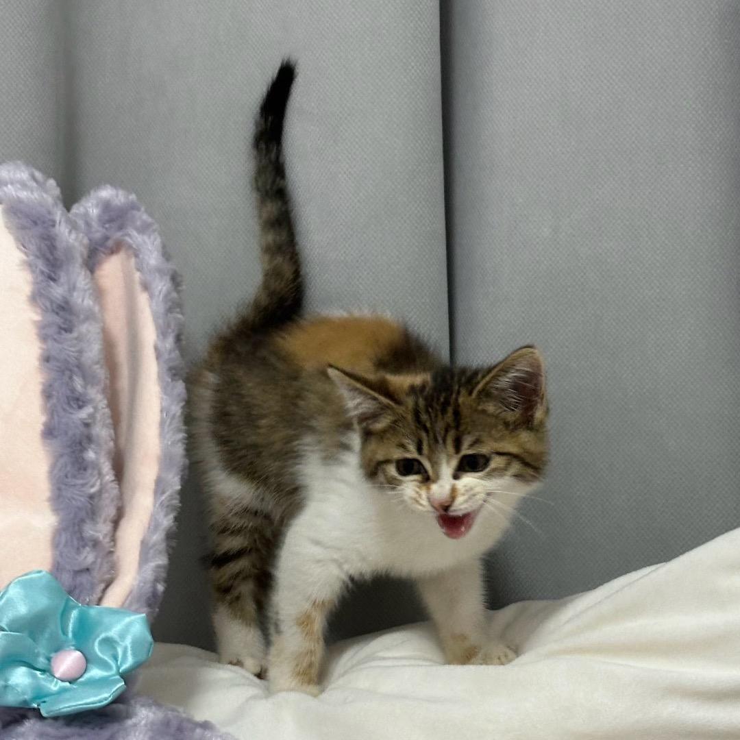 猫咪一家亲🥳