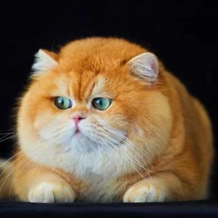 淘气小猫咪