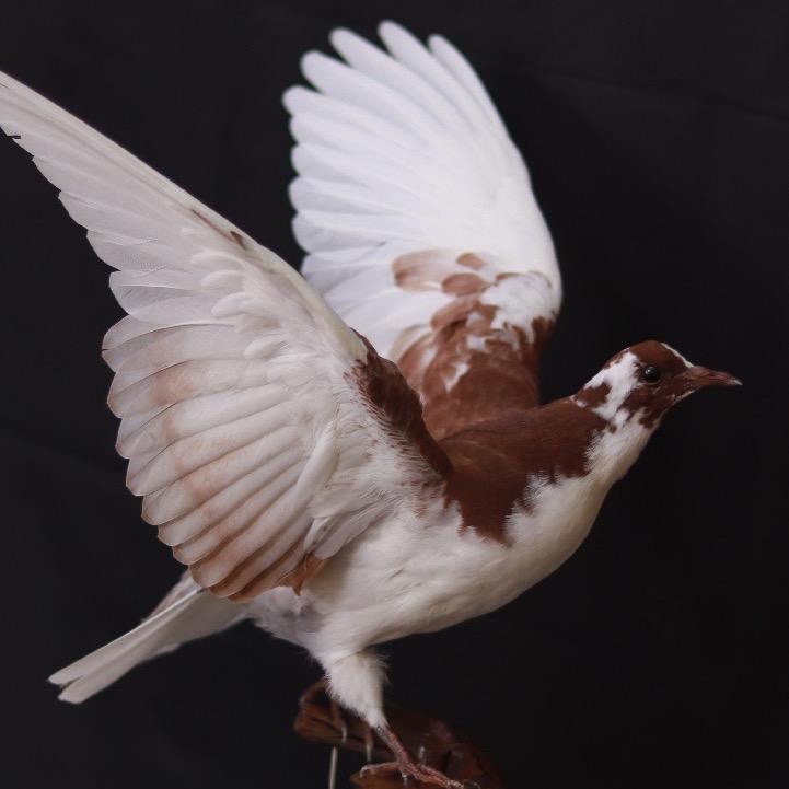 标本师老茂