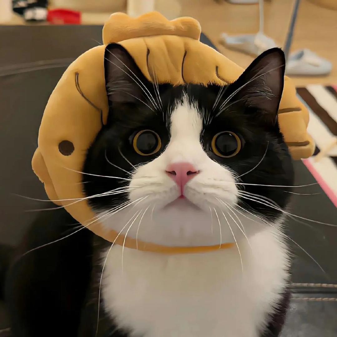 海猫meme日记
