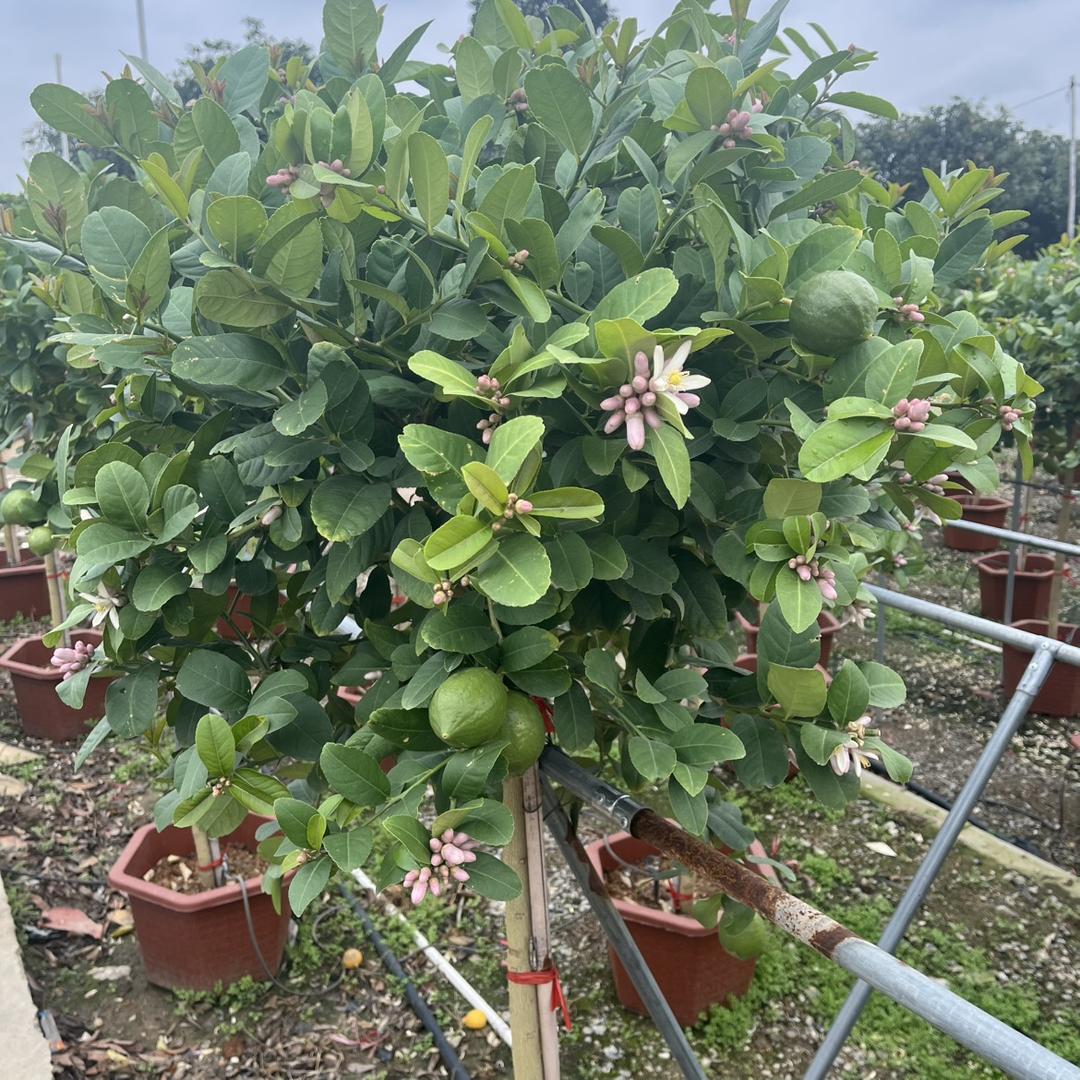 南枳恭丽泽果树苗木专卖店