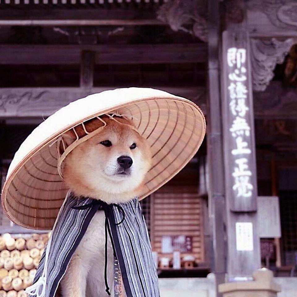 佳年华