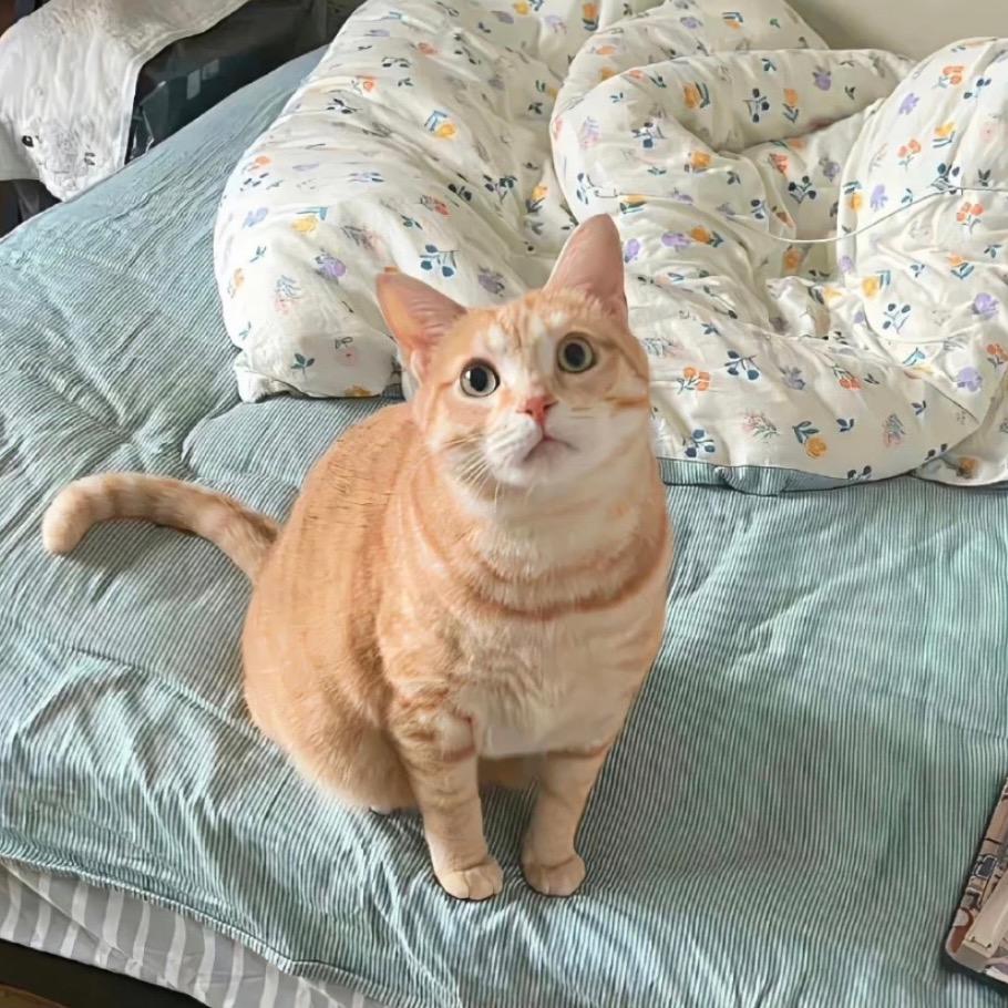 小熊的家（软装中）