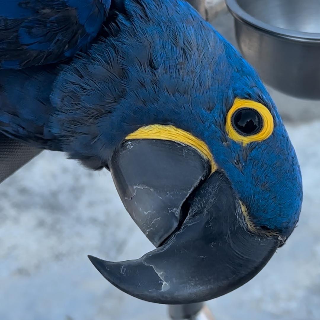 金刚鹦鹉小暖暖