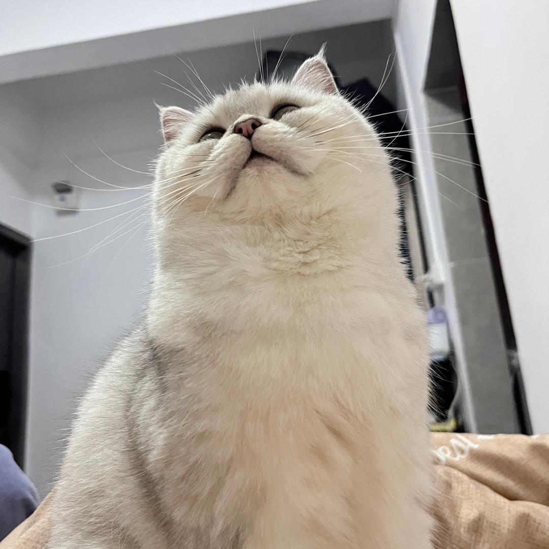 小黄爱猫