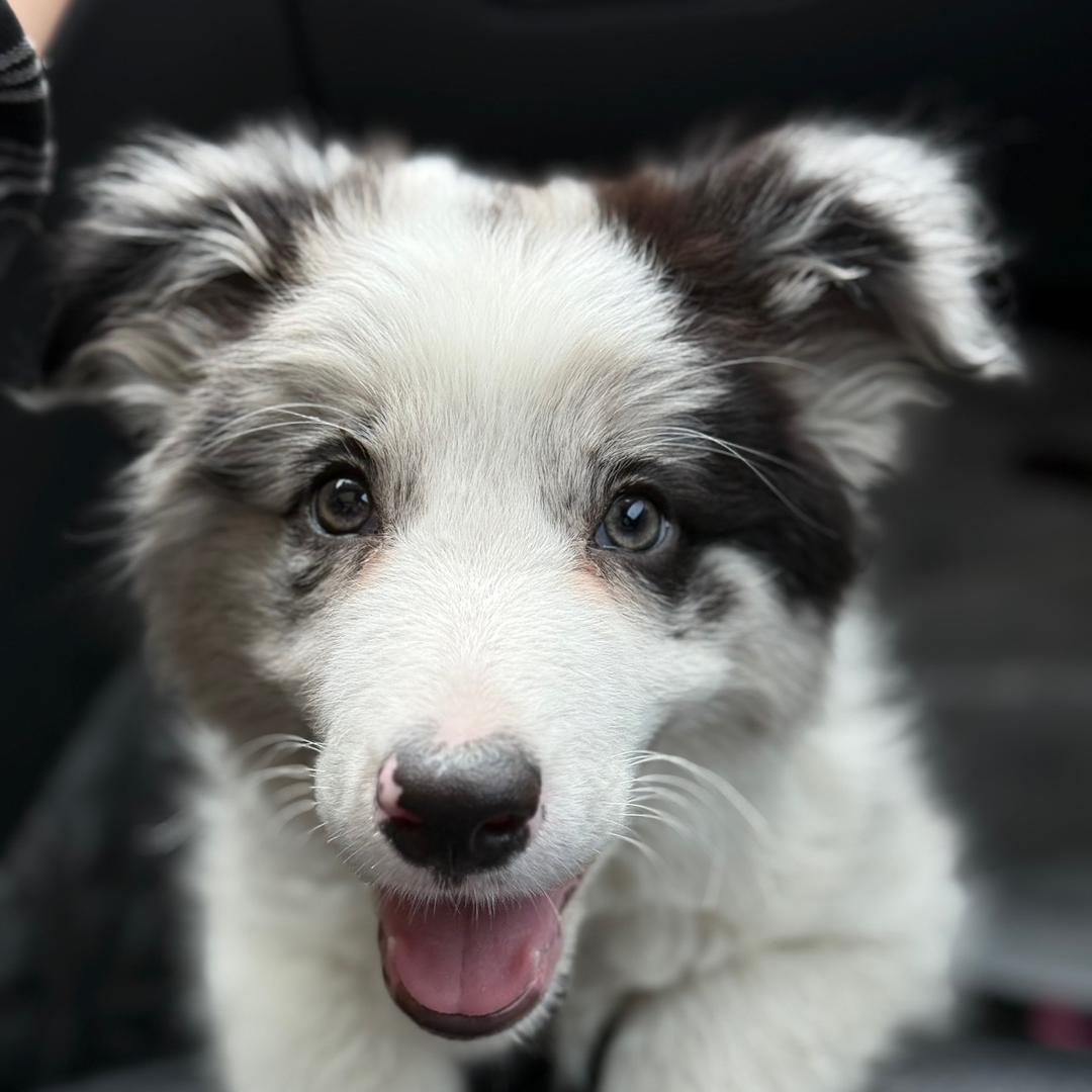 可儿的养狗日记