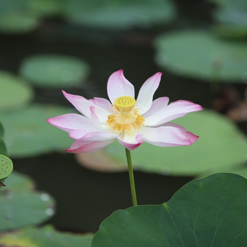 宝应藕粉小葛