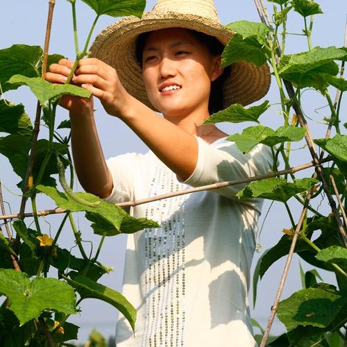 阿娇新农人