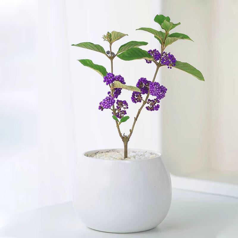 馨花花卉