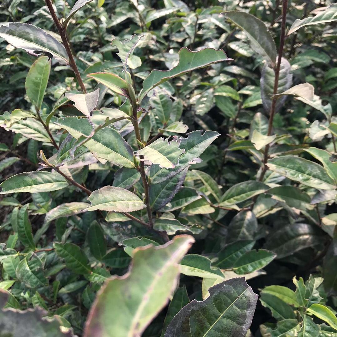 凯