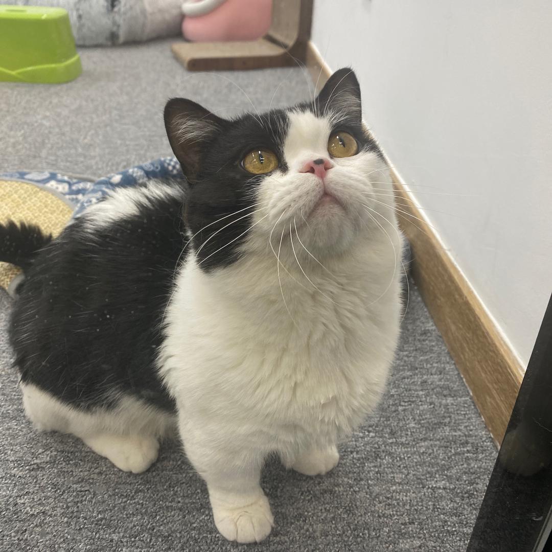 猪咪超人