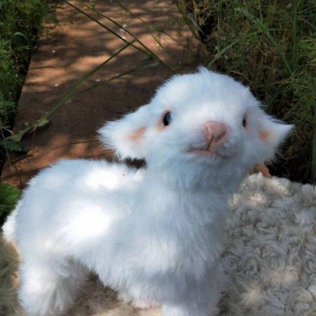 羊小咩🐑