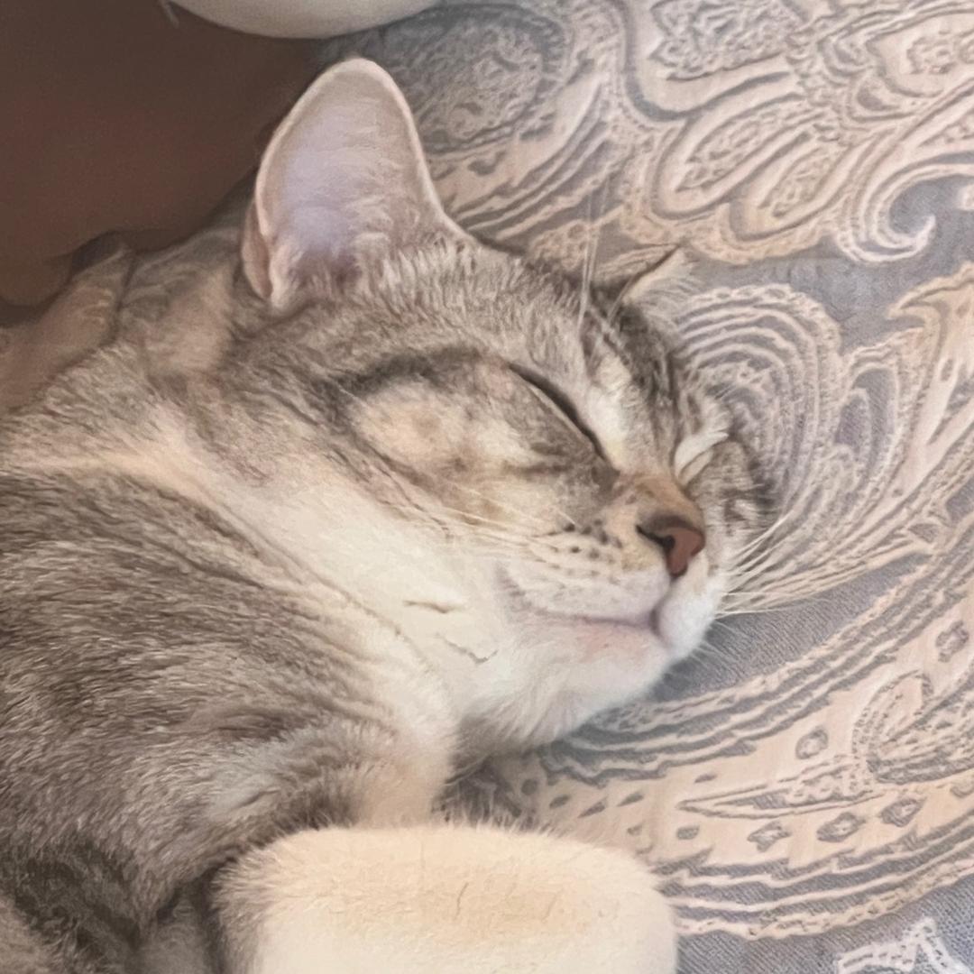 是咪咪酱呀（考研版）