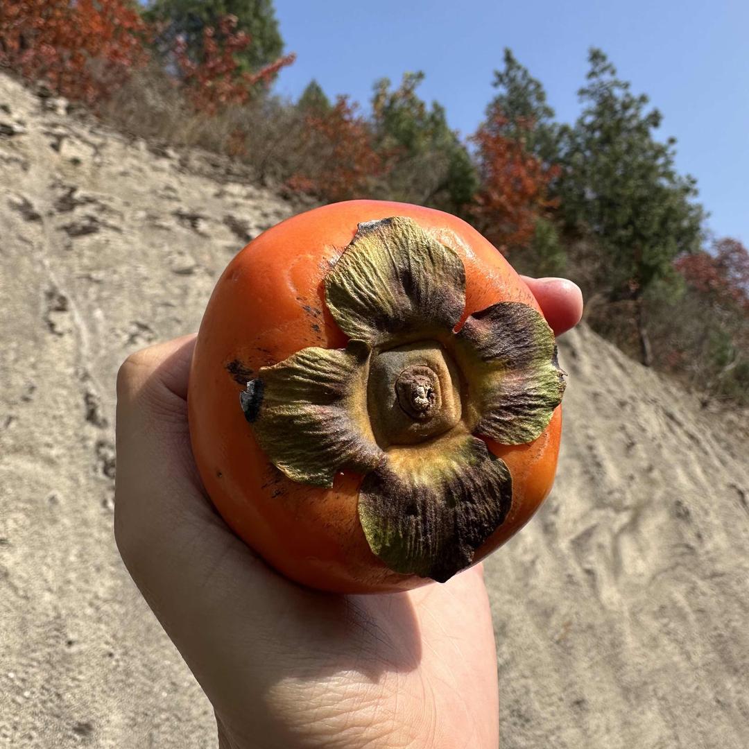 懒猫猫爱吃鱼🐟