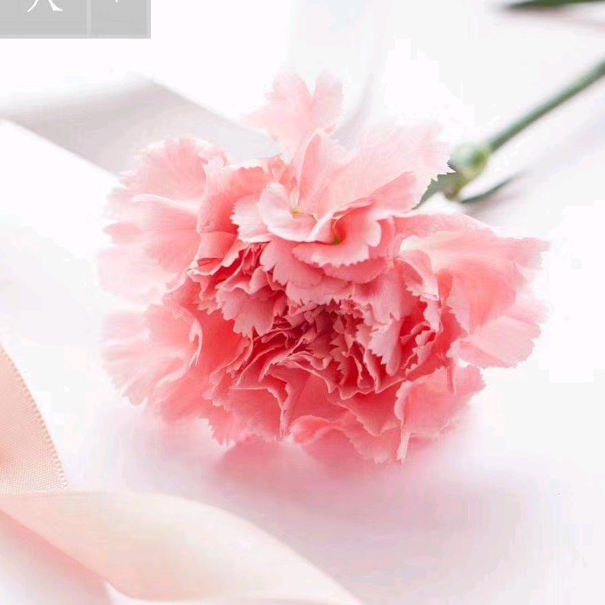 快乐🌹