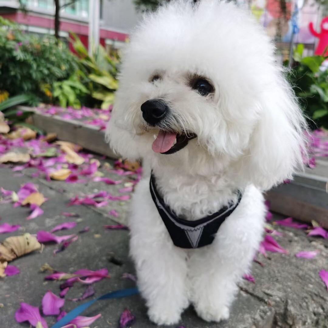 🍒比熊小豆包
