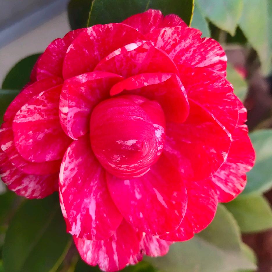 山茶花
