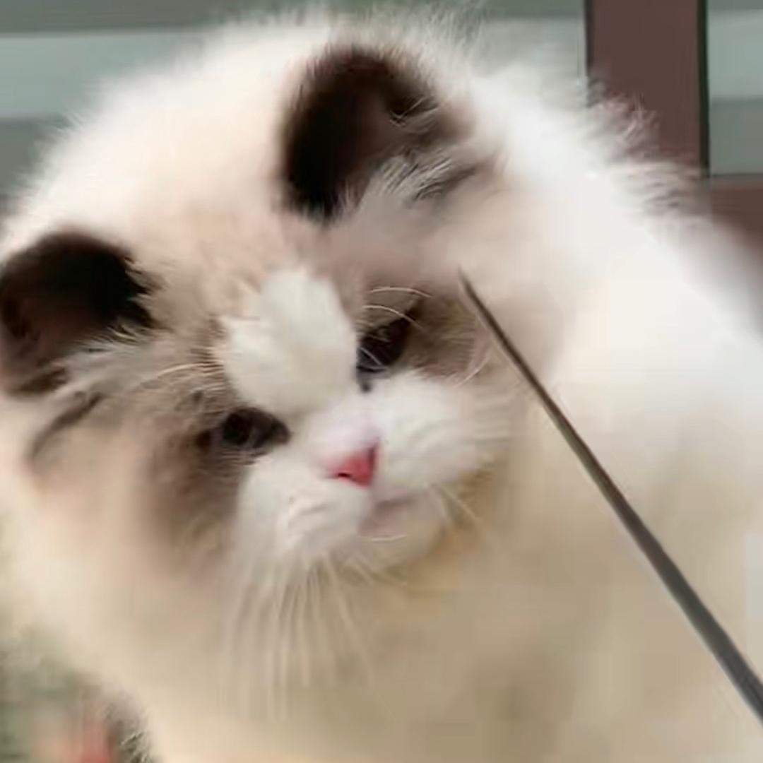 怀特猫糖