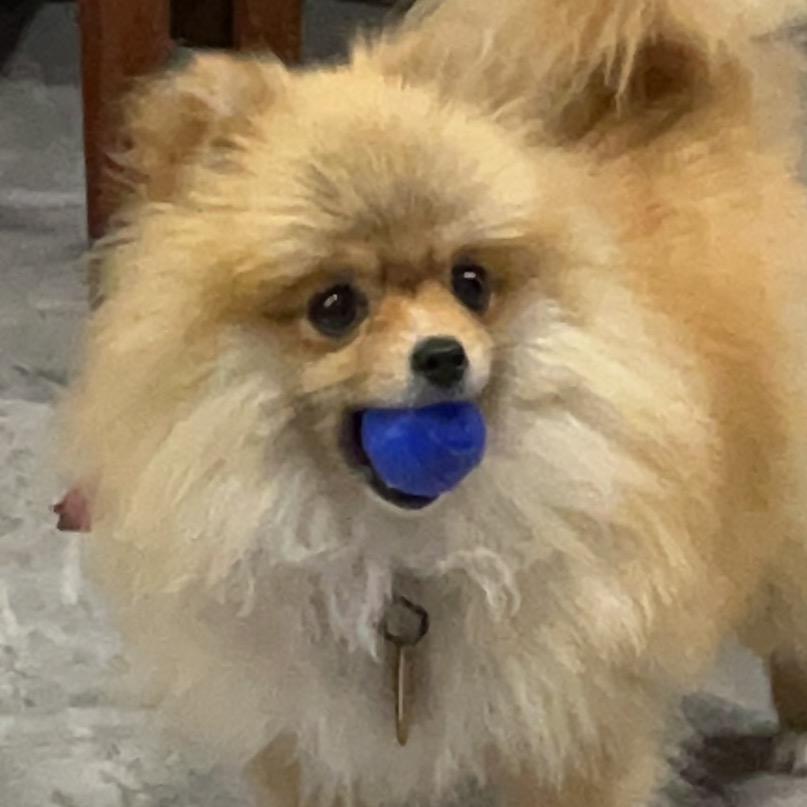 乖乖小狗（好物分享）