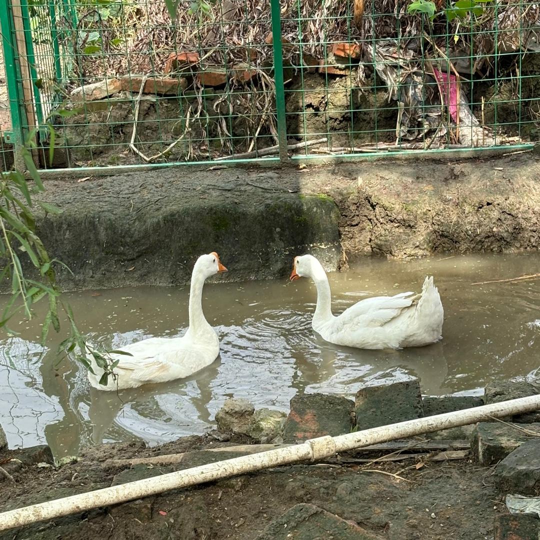 小鸡小鸡快快乐